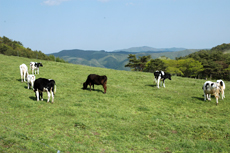 >室根高原牧野