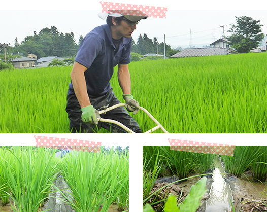 田んぼの様子